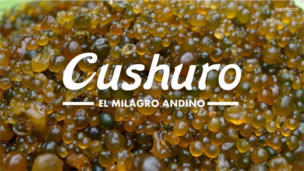 CUSHURO tiene más calcio que la leche y más hierro que la lenteja