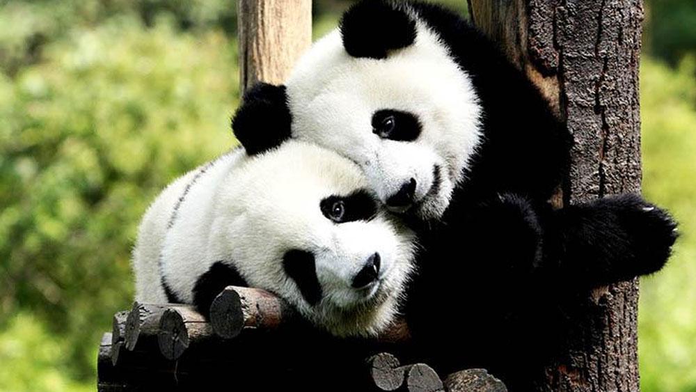 Dos pandas que pasaron 10 años juntos en un zoológico se aparean por primera vez durante la pandemia de coronavirus