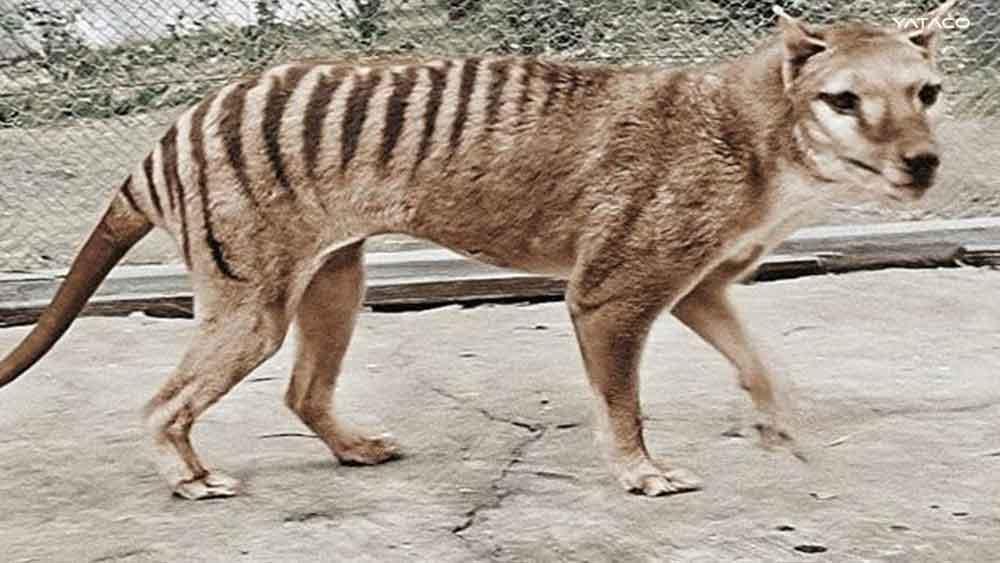 El vídeo del último Tigre de Tasmania